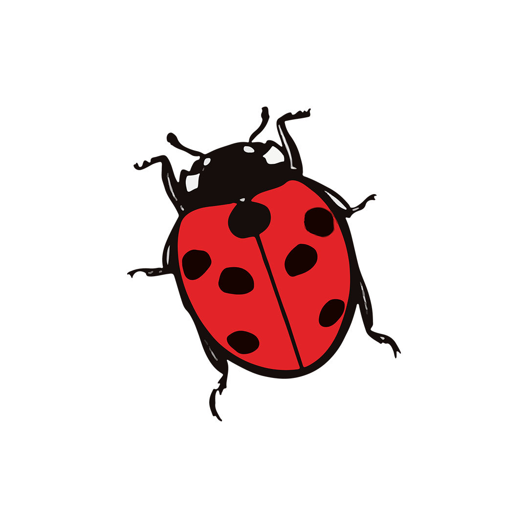 Illustration coccinelle – mascotte graphique pour Casteras